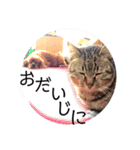 キャバリア こつぶ  ときどき  ふりかけ（個別スタンプ：30）