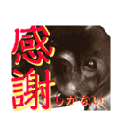 キャバリア こつぶ  ときどき  ふりかけ（個別スタンプ：32）