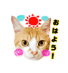 にゃんこ、日常。（個別スタンプ：1）