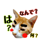 にゃんこ、日常。（個別スタンプ：3）