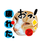 にゃんこ、日常。（個別スタンプ：7）