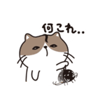 動物生活チャンネル - 毎日式（個別スタンプ：25）