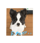 チワワの気持ちっ（個別スタンプ：3）