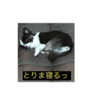 チワワの気持ちっ（個別スタンプ：5）