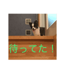 チワワの気持ちっ（個別スタンプ：8）