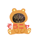 マンちゃん第3弾ニャ！（個別スタンプ：5）