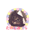 マンちゃん第3弾ニャ！（個別スタンプ：19）