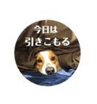 飼い主が日常で使えるスタンプ（個別スタンプ：3）