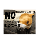 飼い主が日常で使えるスタンプ（個別スタンプ：4）