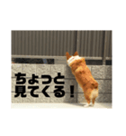 飼い主が日常で使えるスタンプ（個別スタンプ：6）