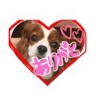キャバリア りりぃちゃん♡（個別スタンプ：10）