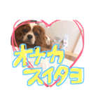 キャバリア りりぃちゃん♡（個別スタンプ：16）