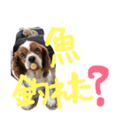 キャバリア りりぃちゃん♡（個別スタンプ：19）