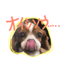 キャバリア りりぃちゃん♡（個別スタンプ：22）