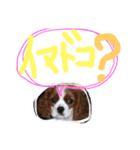 キャバリア りりぃちゃん♡（個別スタンプ：23）
