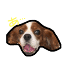 キャバリア りりぃちゃん♡（個別スタンプ：33）