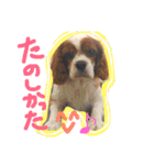 キャバリア りりぃちゃん♡（個別スタンプ：36）