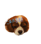 キャバリア りりぃちゃん♡（個別スタンプ：37）