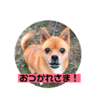 ゴールデンのニコと仲間たち2（個別スタンプ：9）