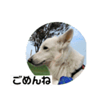 ゴールデンのニコと仲間たち2（個別スタンプ：10）