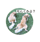 ゴールデンのニコと仲間たち2（個別スタンプ：11）