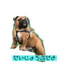 ゴールデンのニコと仲間たち2（個別スタンプ：13）