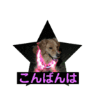 ゴールデンのニコと仲間たち2（個別スタンプ：16）
