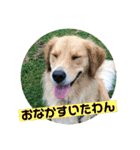 ゴールデンのニコと仲間たち2（個別スタンプ：17）