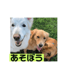 ゴールデンのニコと仲間たち2（個別スタンプ：18）