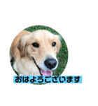 ゴールデンのニコと仲間たち2（個別スタンプ：20）