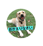 ゴールデンのニコと仲間たち2（個別スタンプ：22）