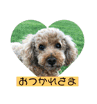 ゴールデンのニコと仲間たち2（個別スタンプ：24）