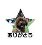 ゴールデンのニコと仲間たち2（個別スタンプ：25）