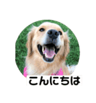 ゴールデンのニコと仲間たち2（個別スタンプ：26）