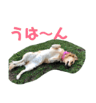 ゴールデンのニコと仲間たち2（個別スタンプ：30）