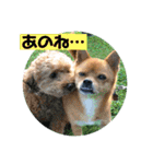 ゴールデンのニコと仲間たち2（個別スタンプ：31）