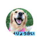 ゴールデンのニコと仲間たち2（個別スタンプ：32）