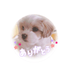 コロの日常スタンプ☆（個別スタンプ：6）