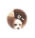 コロの日常スタンプ☆（個別スタンプ：7）