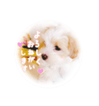 コロの日常スタンプ☆（個別スタンプ：11）