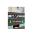 こたろぅ（個別スタンプ：3）