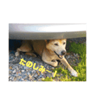 番犬リグ（個別スタンプ：1）