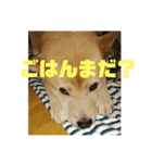 番犬リグ（個別スタンプ：2）