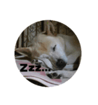 番犬リグ（個別スタンプ：3）