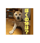 番犬リグ（個別スタンプ：4）