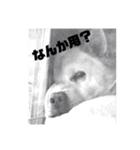 番犬リグ（個別スタンプ：5）
