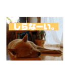 番犬リグ（個別スタンプ：6）