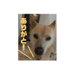 番犬リグ（個別スタンプ：7）