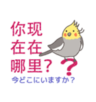 オカメインコ-デカ文字（台湾・中国語）（個別スタンプ：24）