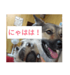 気まぐれマー君（個別スタンプ：1）